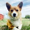 mycorgidaisy21